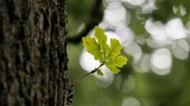 dub oak-791737 1280